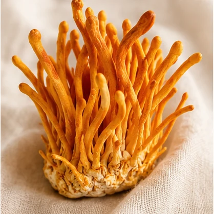 Cordyceps
