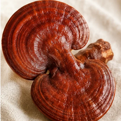 Reishi